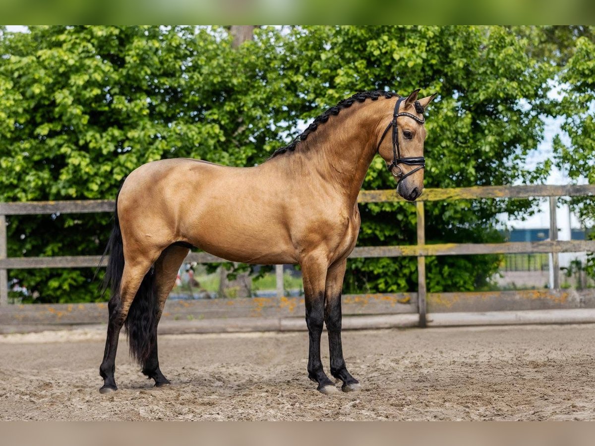 PRE Mix Hengst 4 Jahre 161 cm Buckskin in Sm