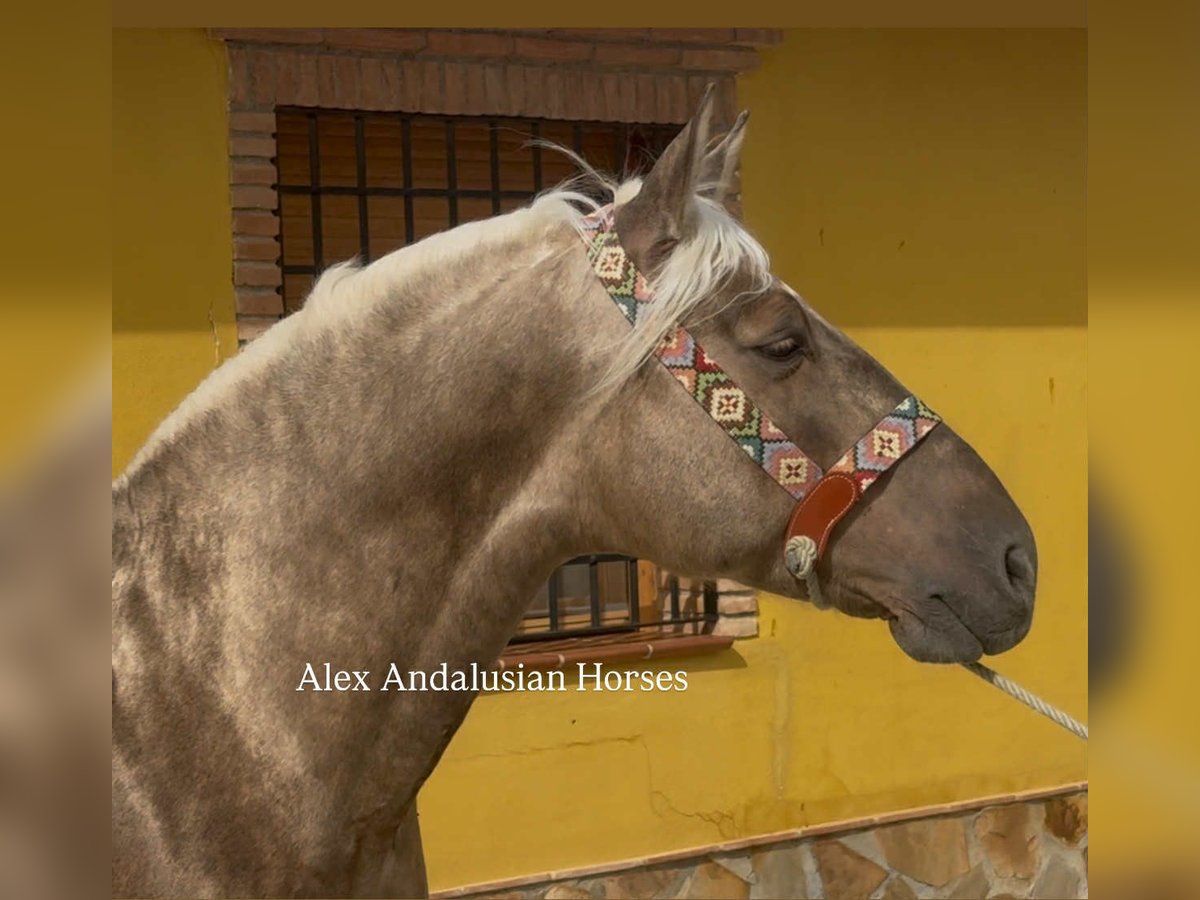 PRE Mix Hengst 4 Jahre 161 cm Palomino in Sevilla