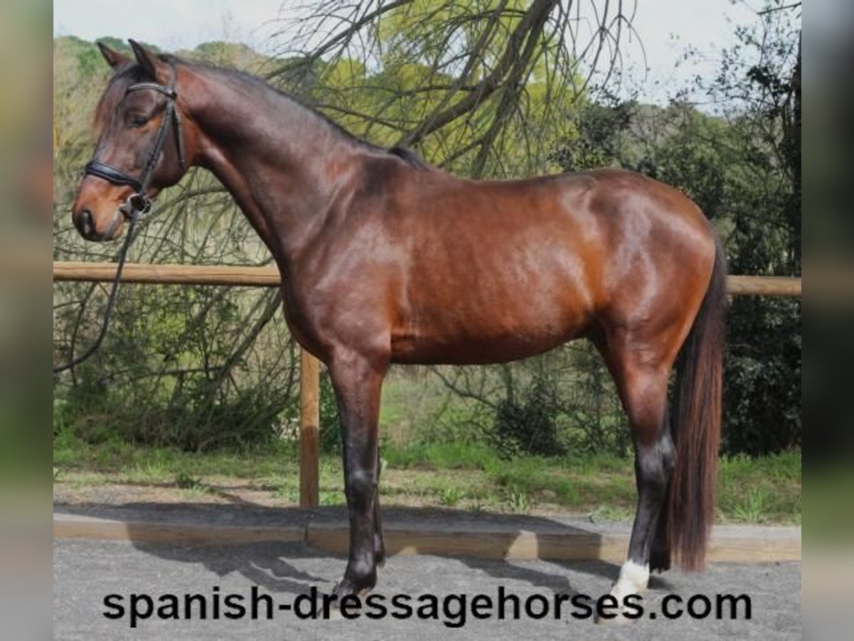 PRE Mix Hengst 4 Jahre 162 cm Dunkelbrauner in Barcelona