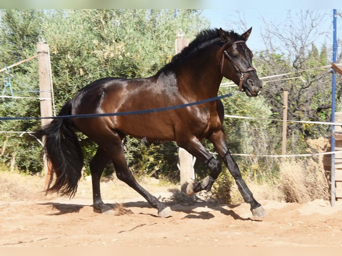 PRE Mix Hengst 4 Jahre 162 cm Rappe in Provinz Malaga