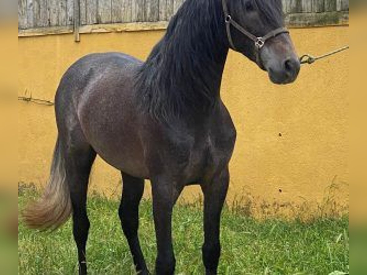PRE Mix Hengst 4 Jahre 162 cm Schimmel in Malaga