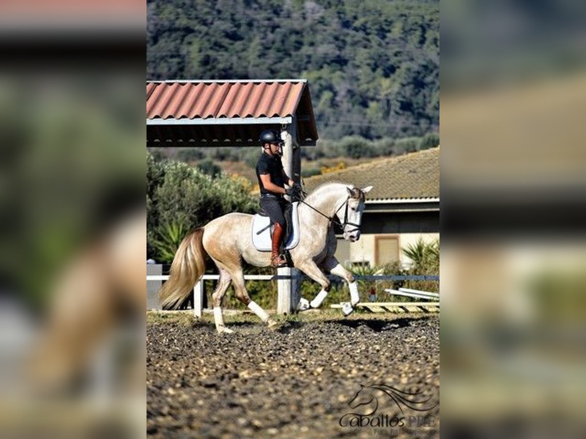 PRE Mix Hengst 4 Jahre 162 cm Schimmel in Barcelona