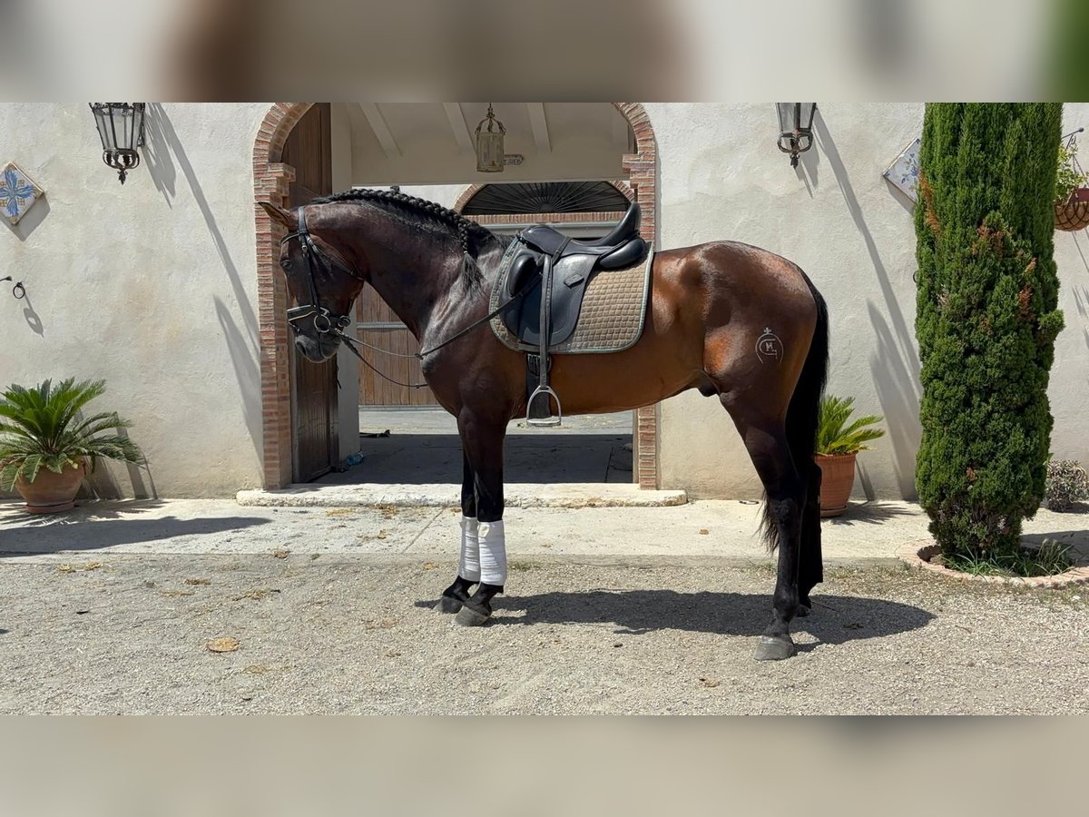 PRE Mix Hengst 4 Jahre 163 cm Brauner in Canals