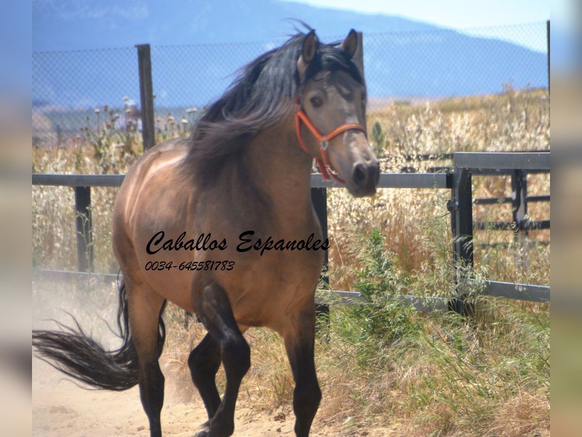 PRE Mix Hengst 4 Jahre 163 cm Buckskin in Vejer de la Frontera