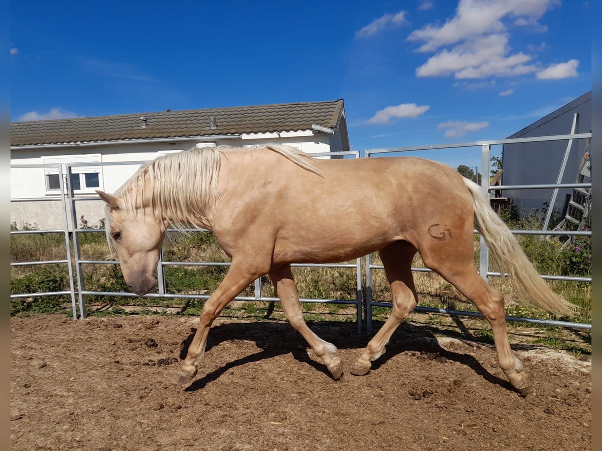 PRE Mix Hengst 4 Jahre 163 cm Palomino in Navarra