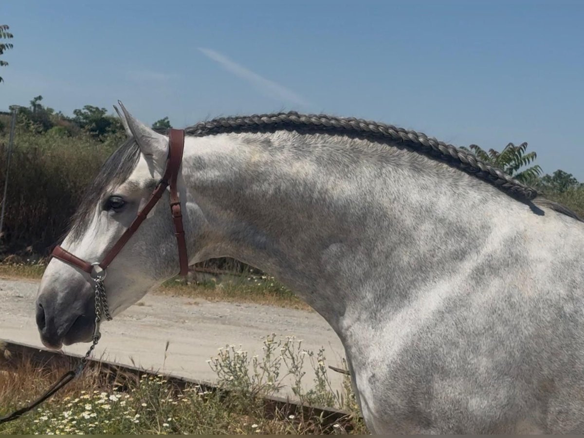 PRE Mix Hengst 4 Jahre 164 cm Apfelschimmel in Martfeld