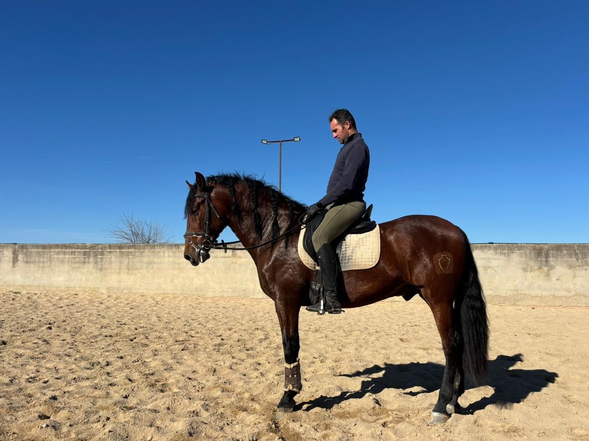 PRE Hengst 4 Jahre 164 cm in Caceres