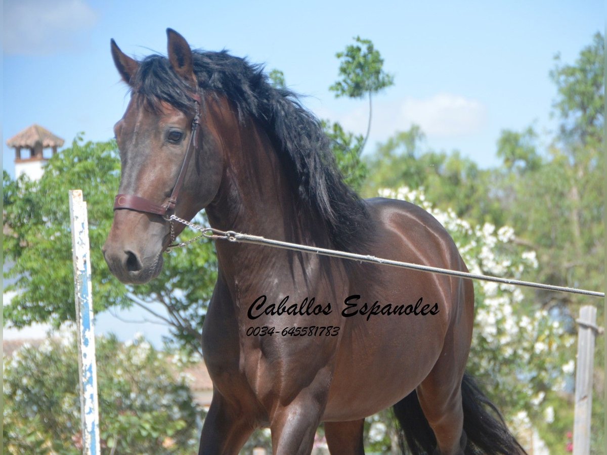 PRE Hengst 4 Jahre 164 cm Brauner in Vejer de la Frontera