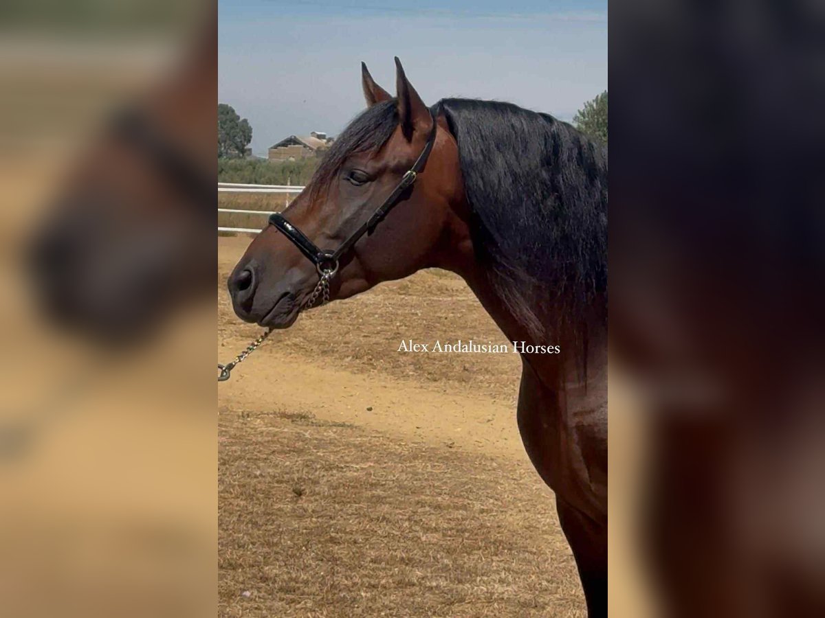 PRE Mix Hengst 4 Jahre 164 cm Dunkelbrauner in Sevilla