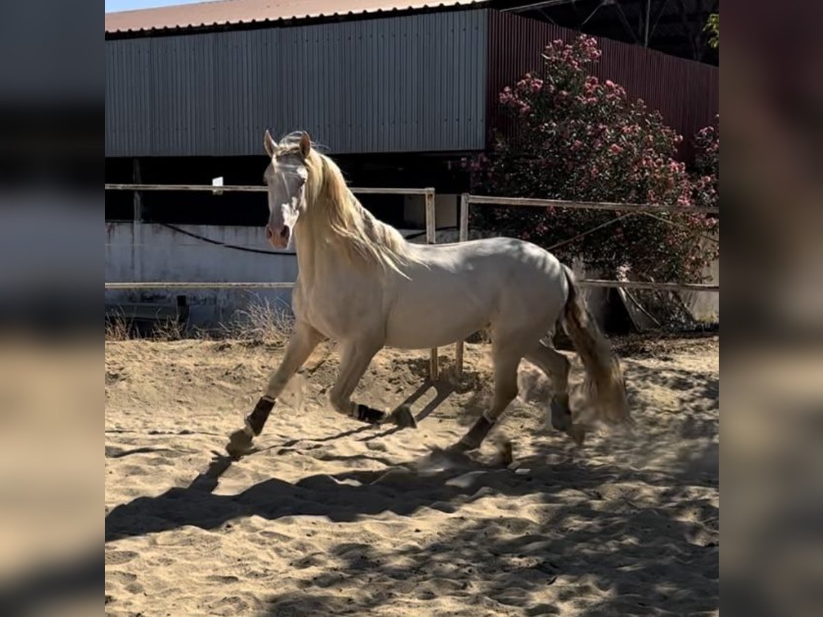 PRE Hengst 4 Jahre 164 cm Perlino in Trigueros