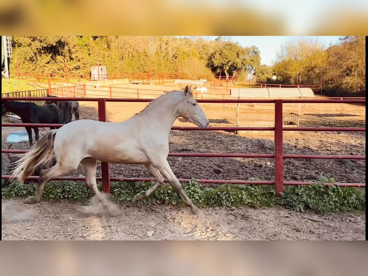 PRE Hengst 4 Jahre 164 cm Perlino in Galaroza (HUELVA)