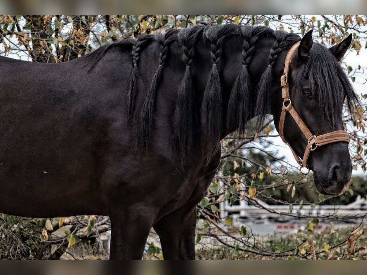 PRE Mix Hengst 4 Jahre 164 cm Rappe in Bötersen