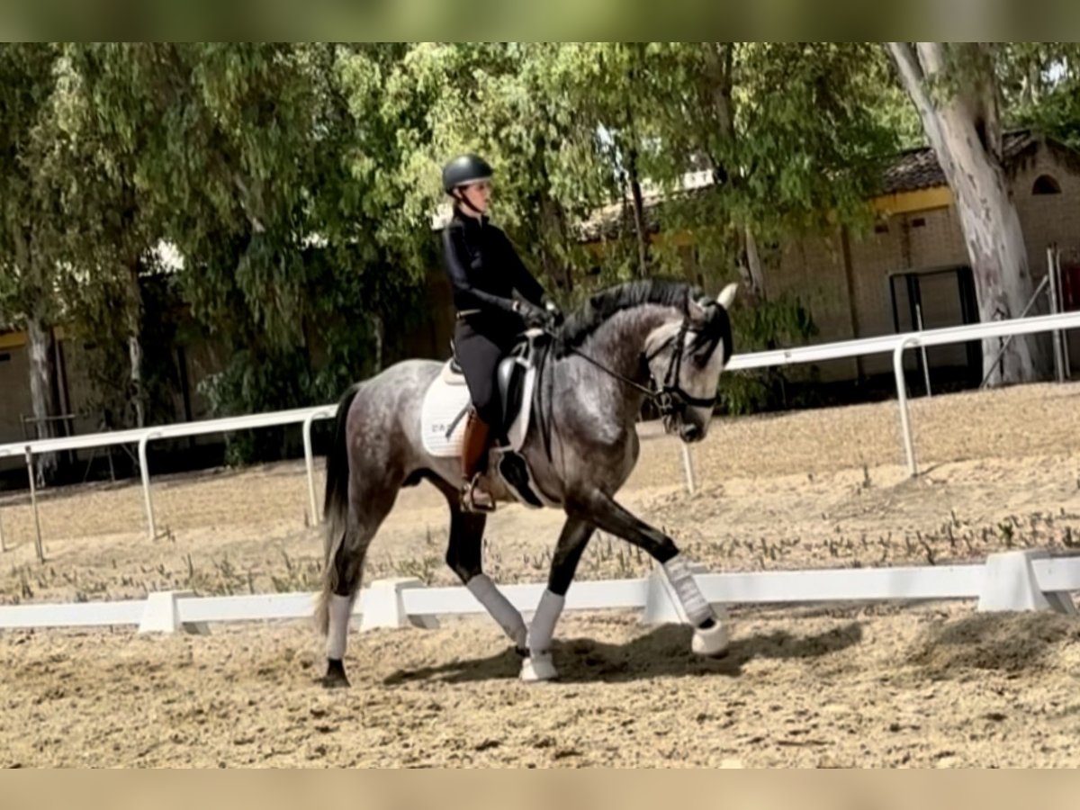 PRE Mix Hengst 4 Jahre 164 cm Schimmel in Sevilla