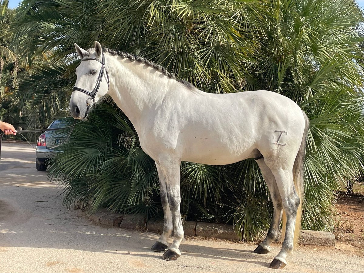 PRE Hengst 4 Jahre 164 cm White in San Pedro del Pinatar