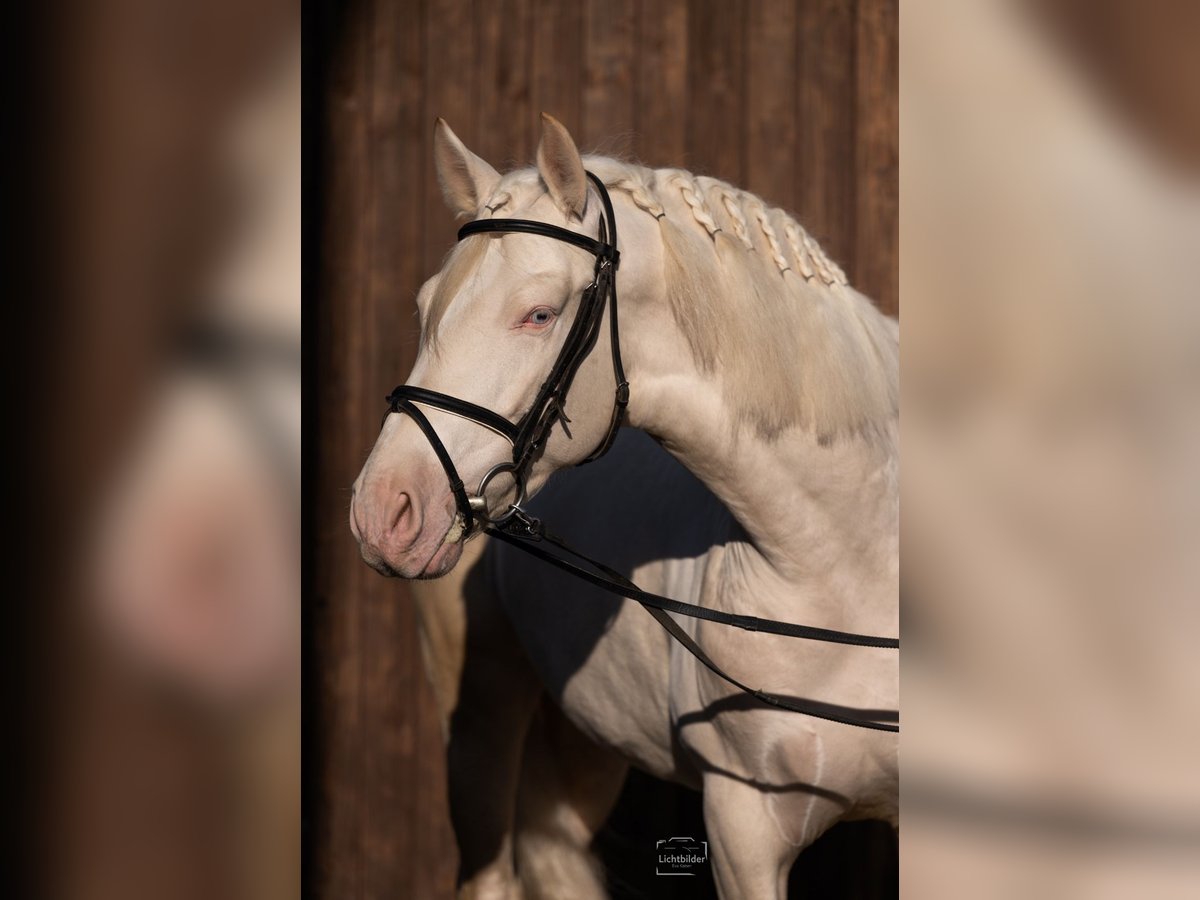 PRE Hengst 4 Jahre 165 cm Cremello in Büttelborn