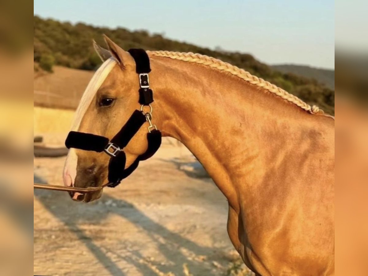 PRE Hengst 4 Jahre 165 cm Palomino in Fuentes De Andalucia