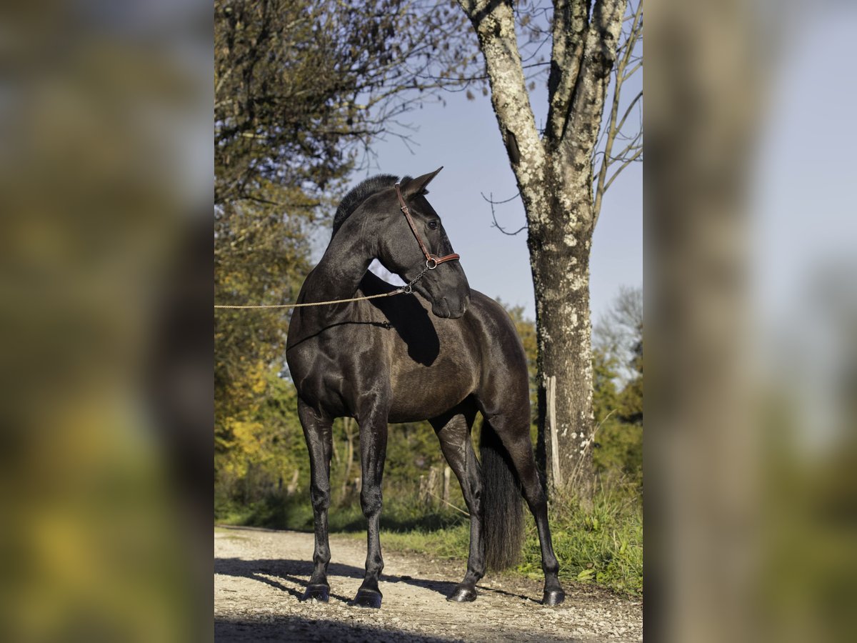 PRE Mix Hengst 4 Jahre 165 cm Rappe in CAUMONT