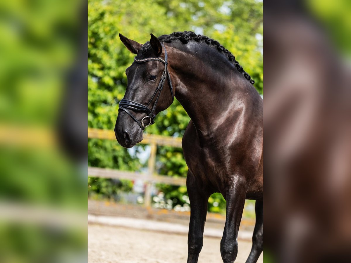 PRE Hengst 4 Jahre 165 cm Rappe in Sm
