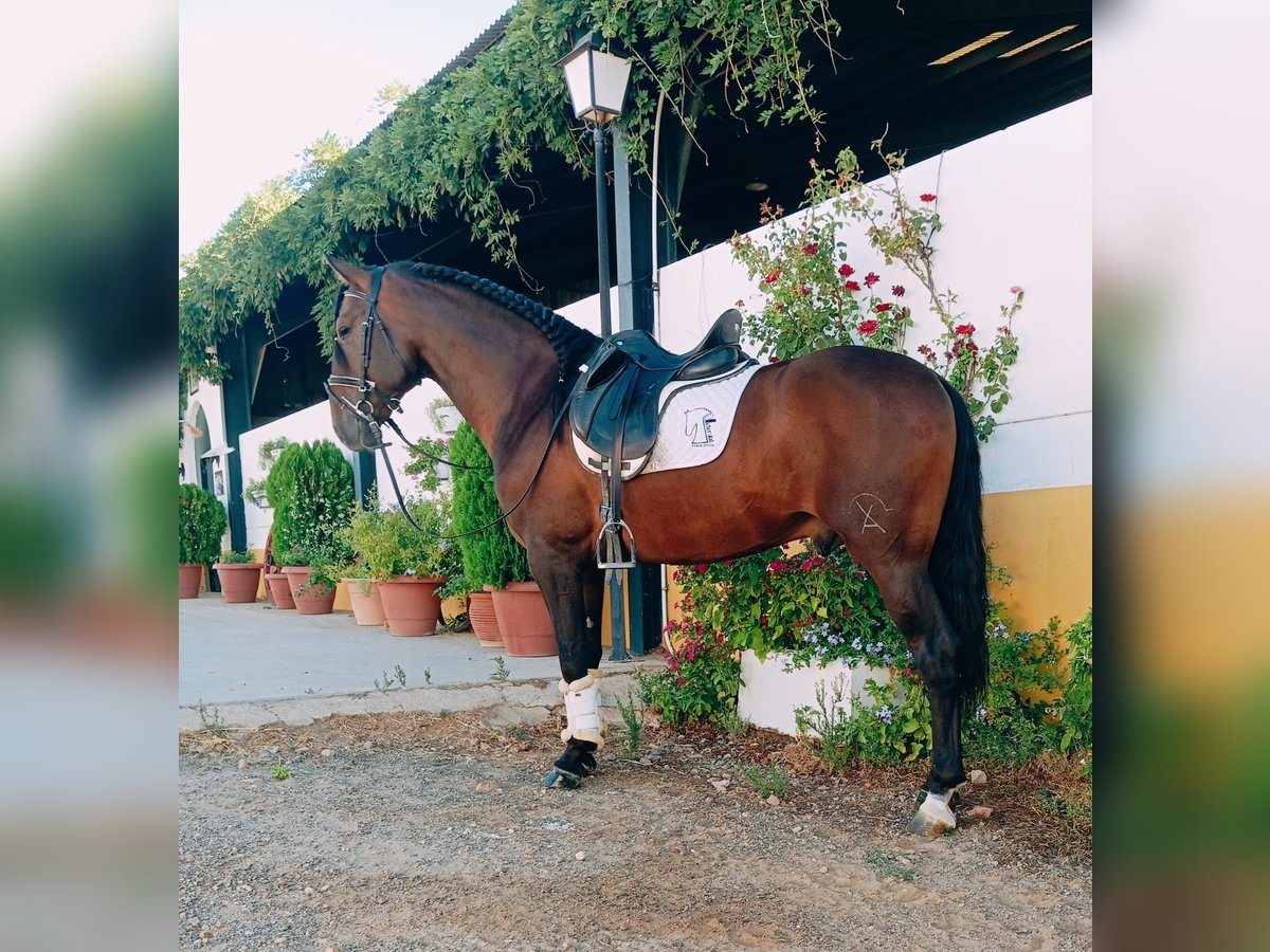 PRE Hengst 4 Jahre 166 cm Brauner in Helechal