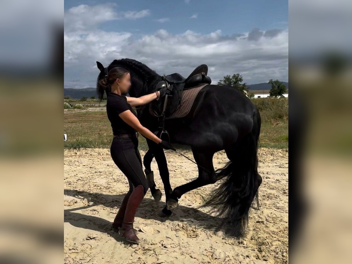 PRE Mix Hengst 4 Jahre 166 cm Rappe in Malaga
