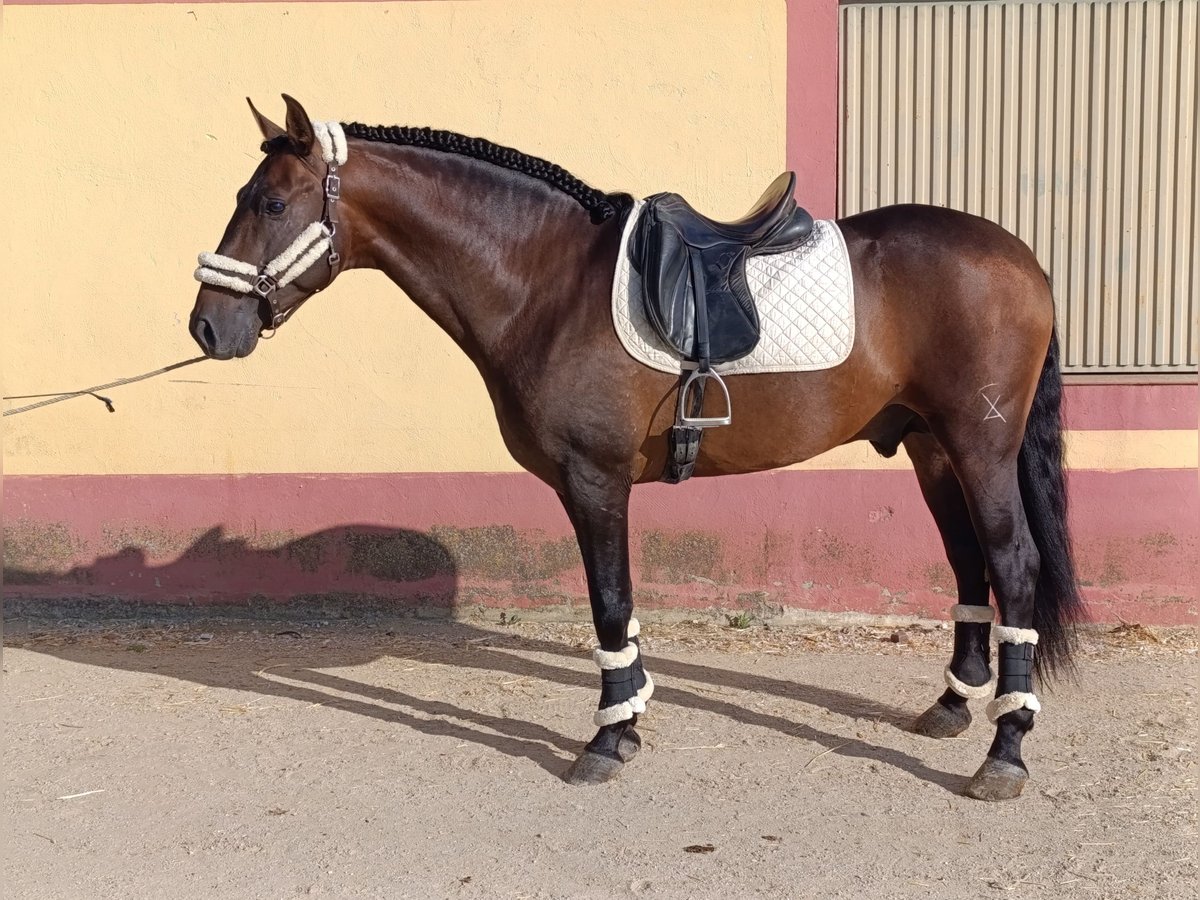 PRE Mix Hengst 4 Jahre 167 cm Brauner in Medellin