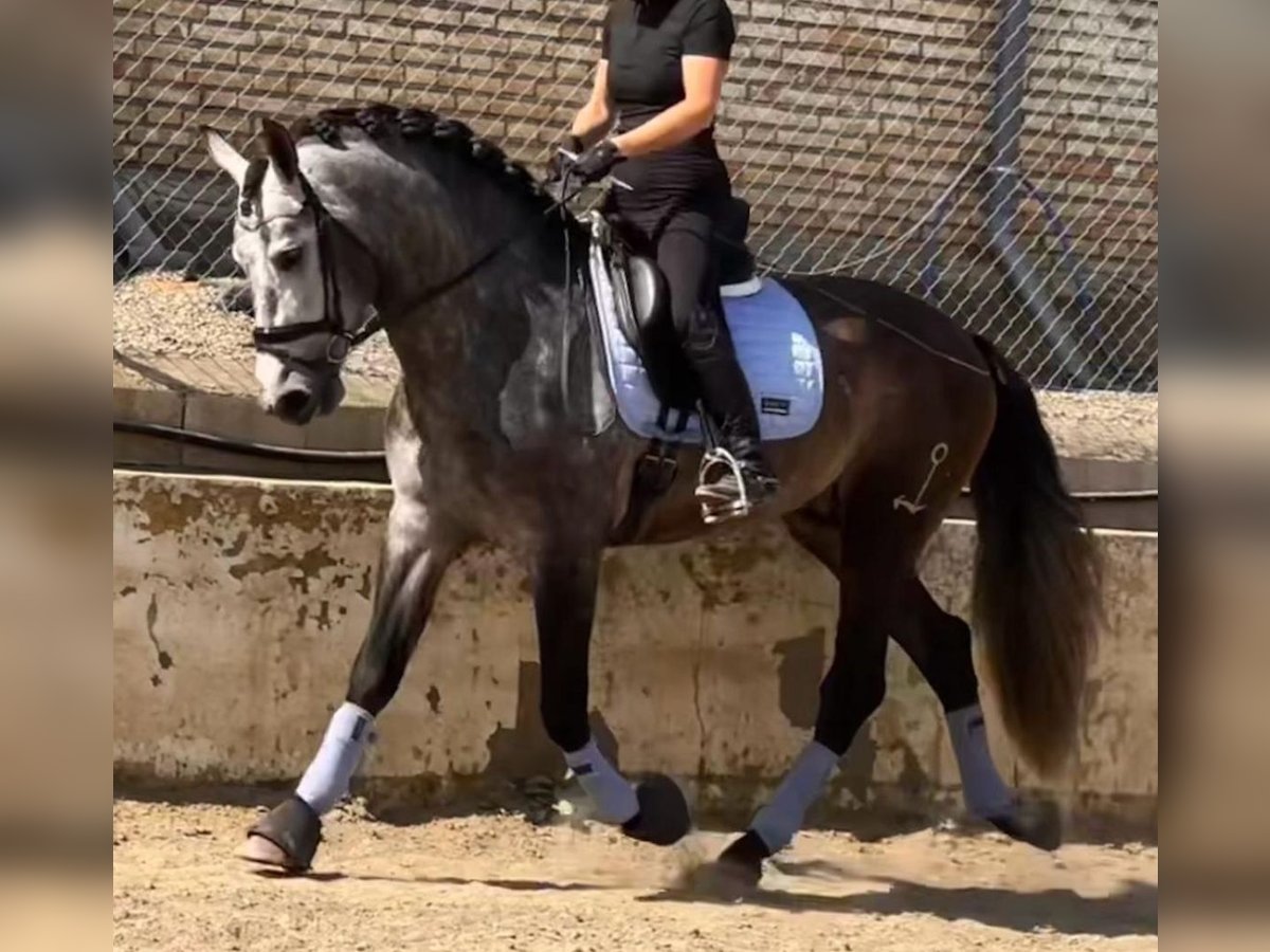 PRE Mix Hengst 4 Jahre 167 cm Rappschimmel in Martfeld