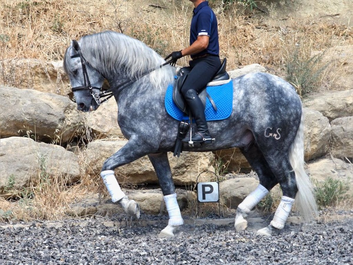 PRE Mix Hengst 4 Jahre 167 cm Schimmel in NAVAS DEL MADRONO