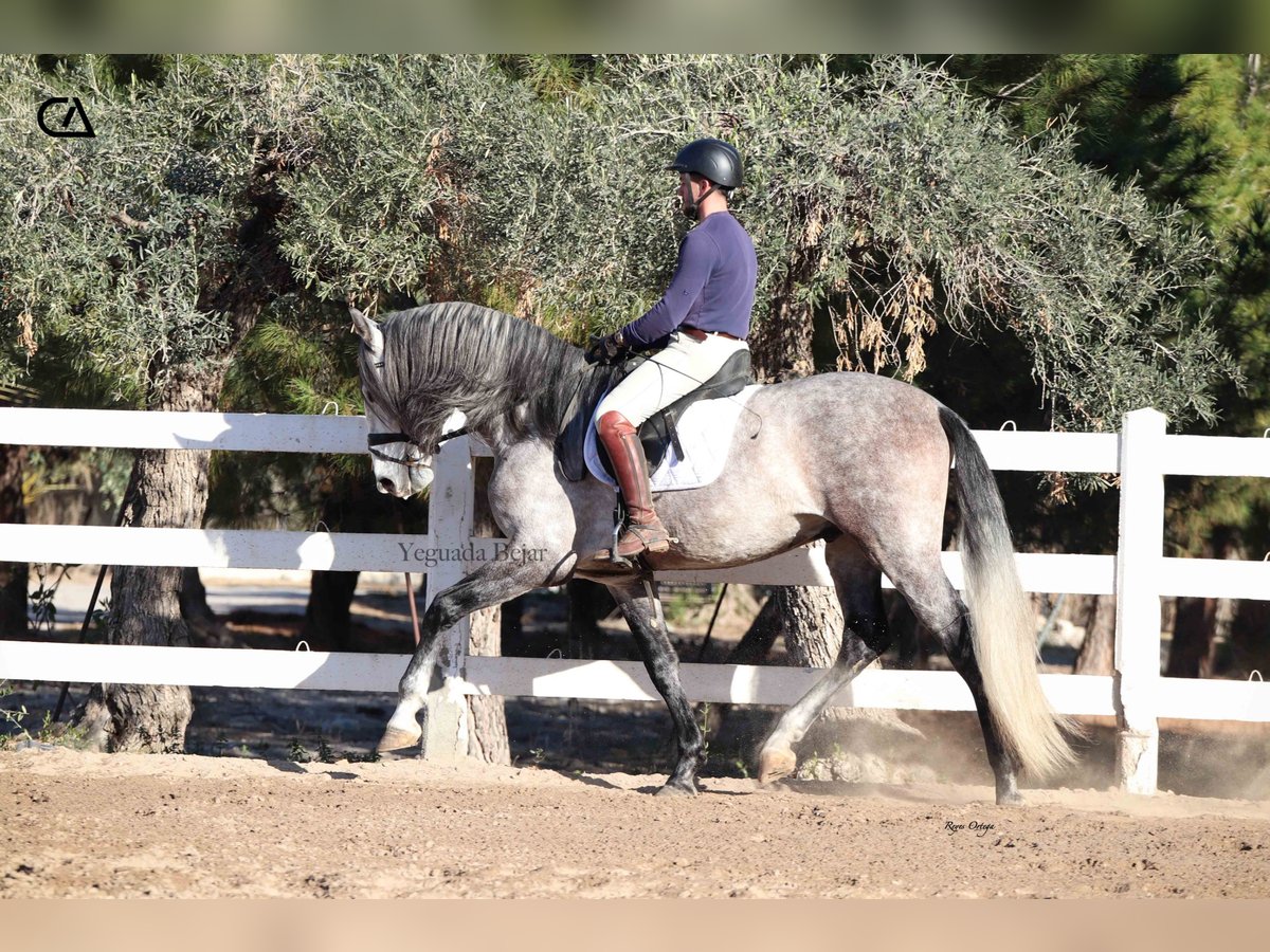 PRE Hengst 4 Jahre 168 cm Schimmel in Puerto Lumbreras