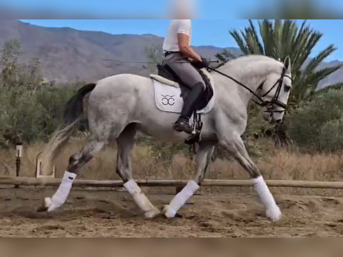 PRE Mix Hengst 4 Jahre 168 cm Schimmel in Santa Perpetua de Mogoda