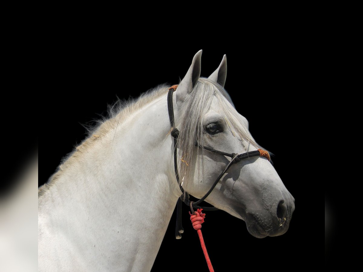 PRE Mix Hengst 4 Jahre 168 cm Schimmel in Vejer de la Frontera