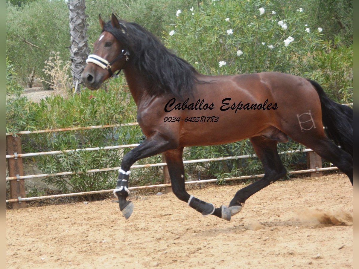 PRE Hengst 4 Jahre 170 cm Brauner in Vejer de la Frontera