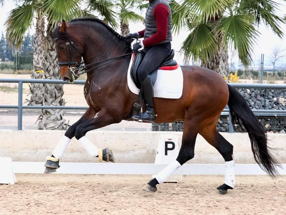 PRE Mix Hengst 4 Jahre 170 cm Brauner in Navas Del Madroño