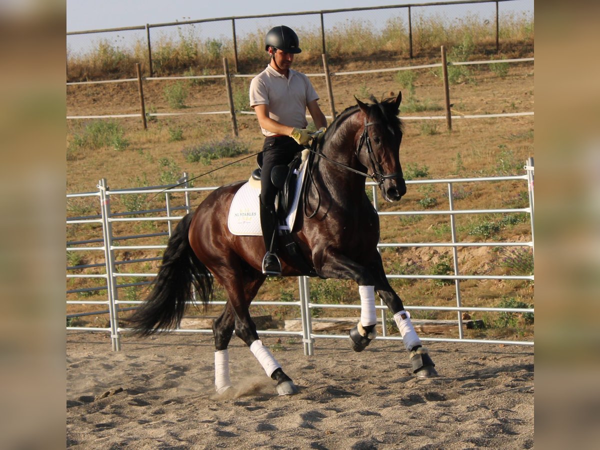 PRE Mix Hengst 4 Jahre 170 cm Dunkelbrauner in Madrid