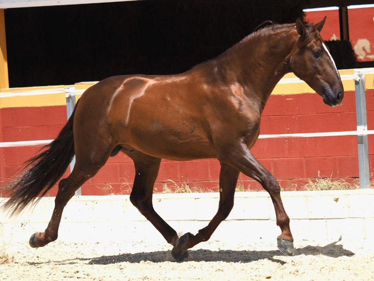 PRE Mix Hengst 4 Jahre 170 cm Fuchs in Navas Del Madroño