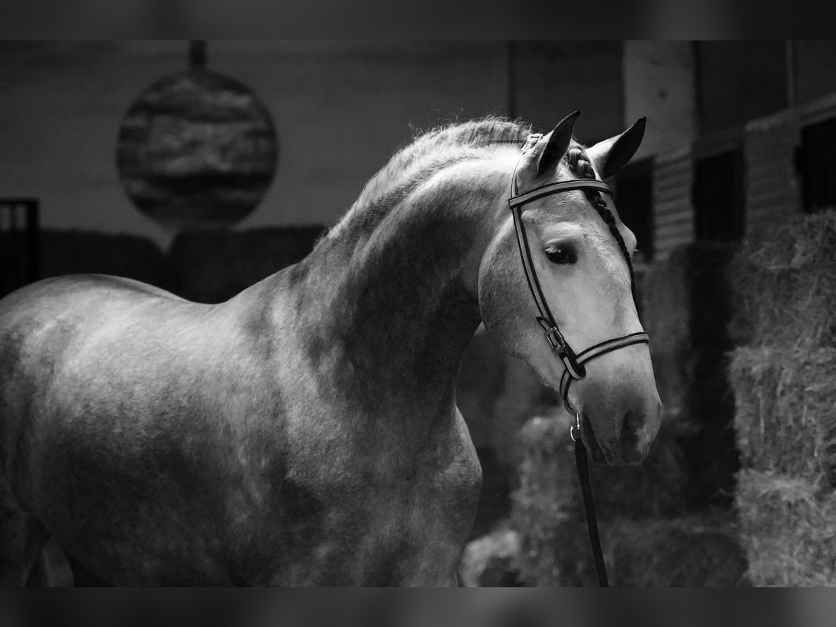 PRE Mix Hengst 4 Jahre 171 cm Apfelschimmel in MADRID , LA CABRERA