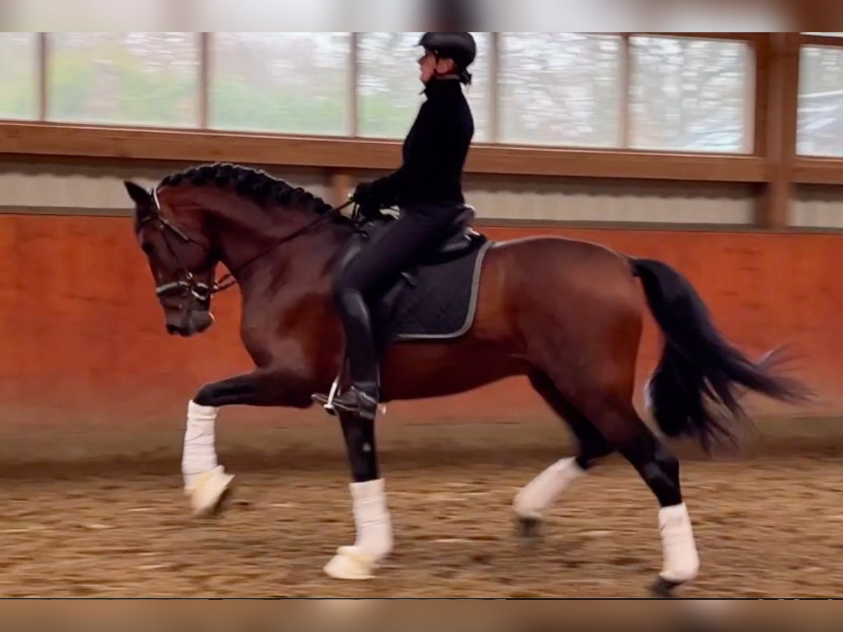 PRE Hengst 4 Jahre 173 cm Brauner in Hamburg Rahlstedt