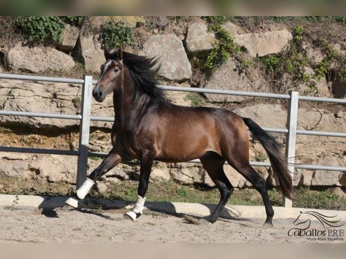 PRE Hengst 4 Jahre 173 cm Schimmel in Barcelona