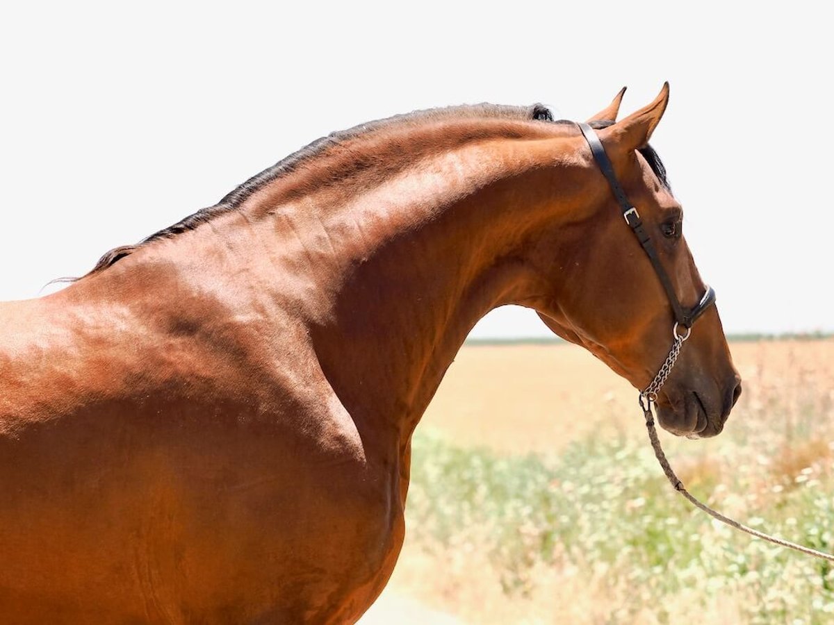 PRE Mix Hengst 4 Jahre 181 cm Brauner in Navas Del Madro&#xF1;o