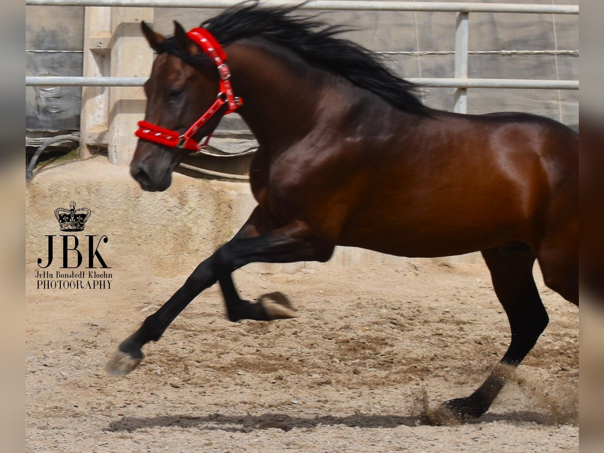 PRE Hengst 5 Jaar 154 cm Bruin in Tabernas Almeria