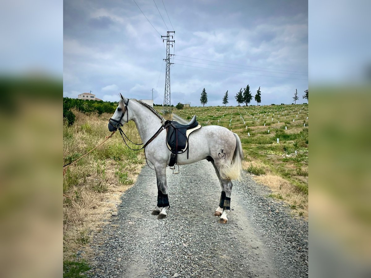 PRE Mix Hengst 5 Jaar 156 cm Schimmel in Galaroza