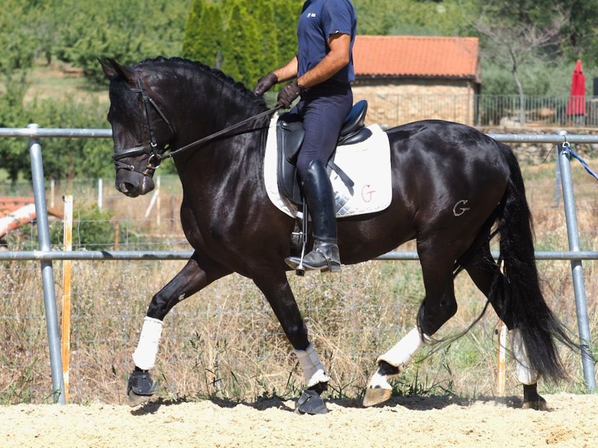 PRE Mix Hengst 5 Jaar 158 cm Zwart in NAVAS DEL MADRONO