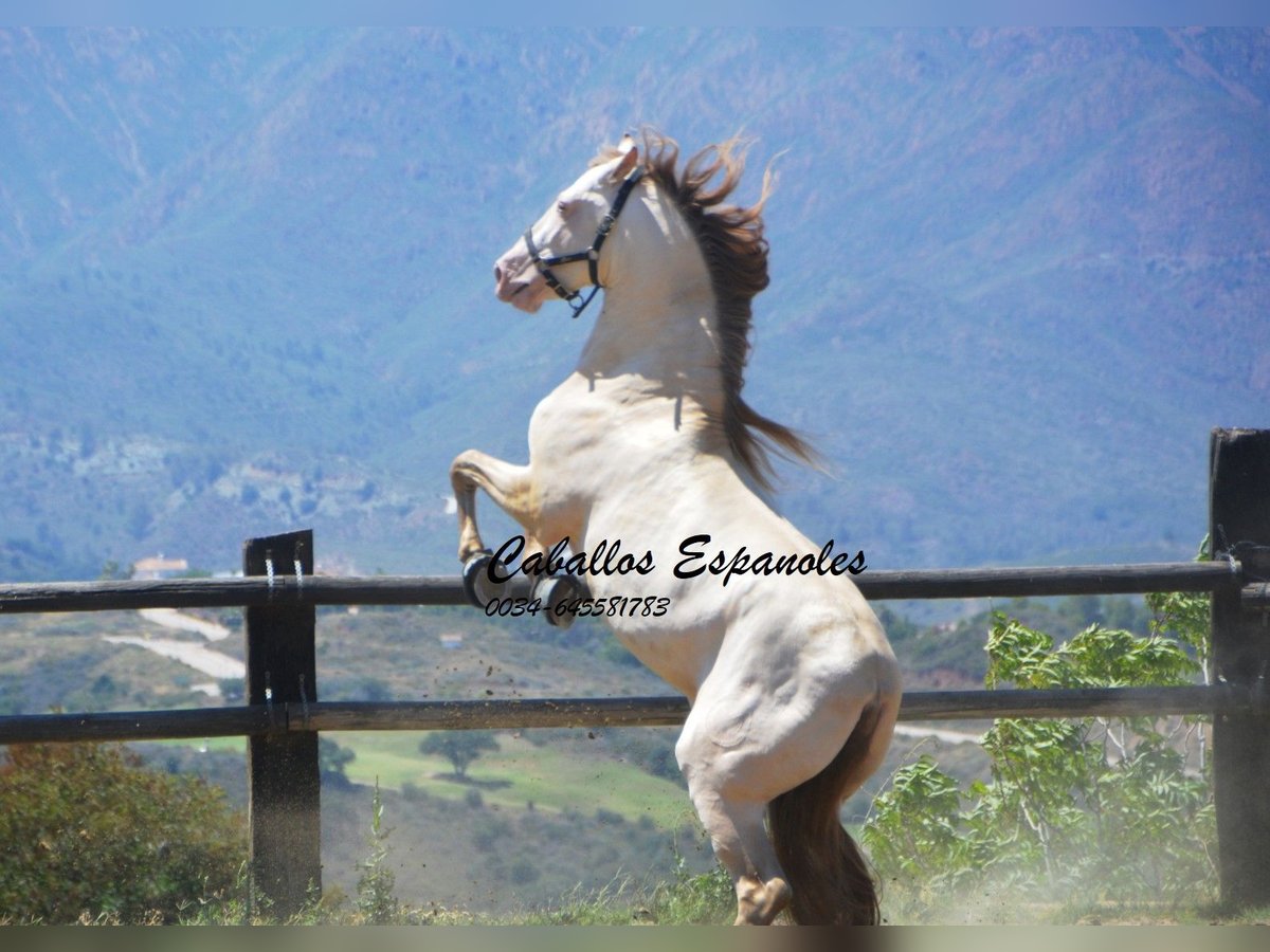 PRE Hengst 5 Jaar 159 cm Cremello in Vejer de la Frontera