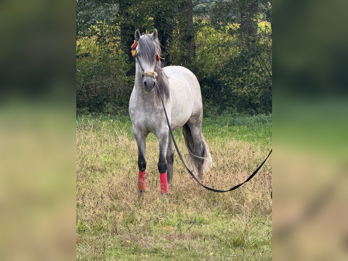 PRE Hengst 5 Jaar 160 cm Appelschimmel in M&#xFC;nster