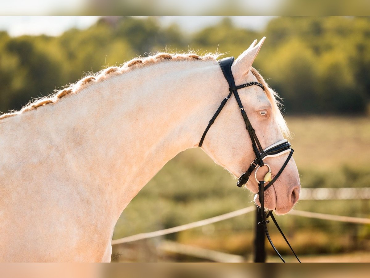 PRE Mix Hengst 5 Jaar 160 cm Cremello in Vilanova y la Geltrú