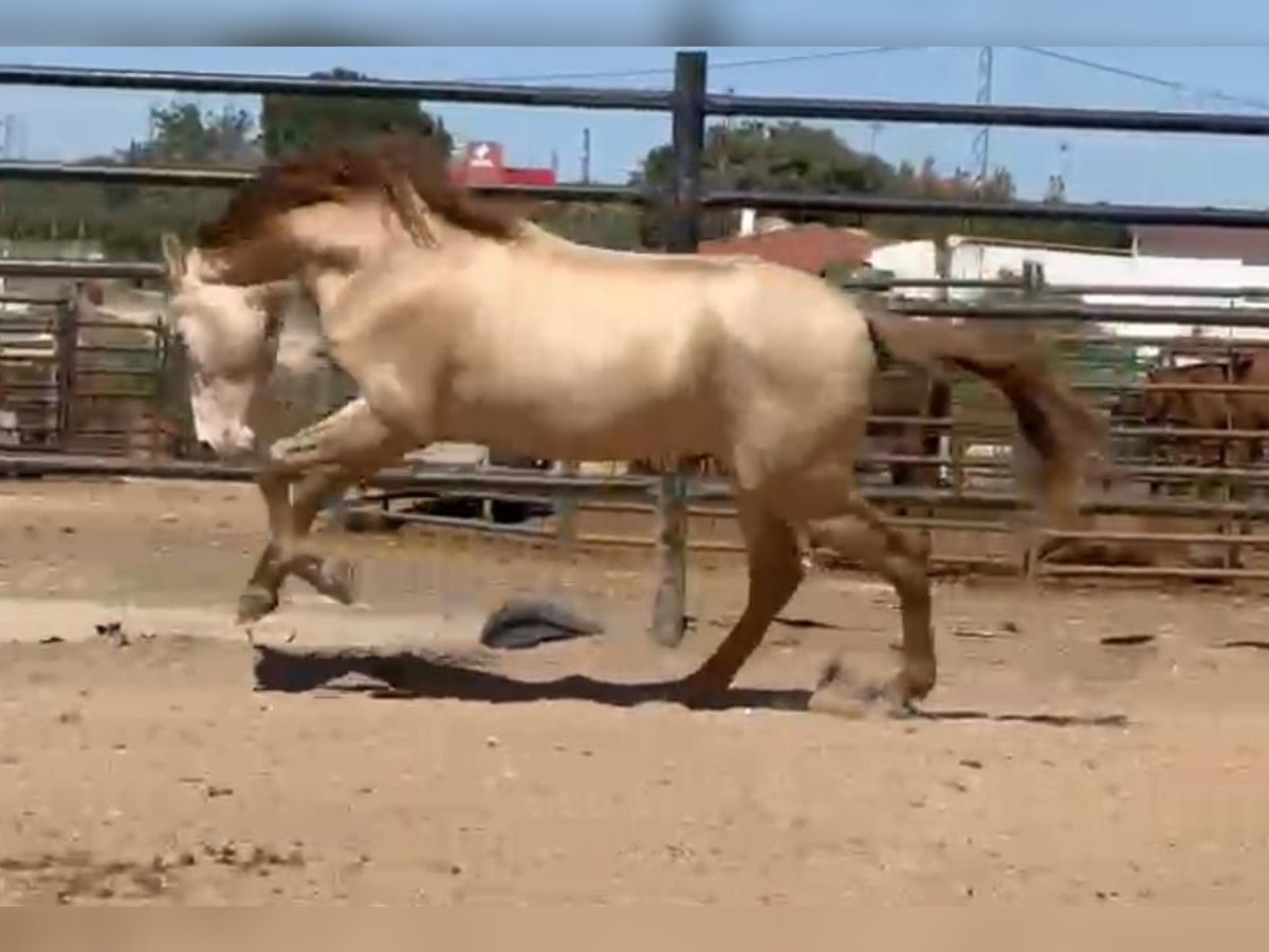 PRE Mix Hengst 5 Jaar 160 cm Perlino in Rafelguaraf