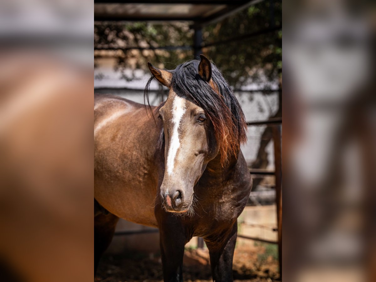 PRE Hengst 5 Jaar 161 cm Buckskin in Rafelguaraf