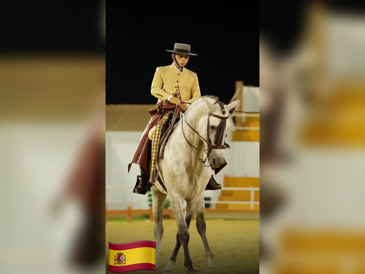 PRE Mix Hengst 5 Jaar 161 cm Schimmel in Sanlucar