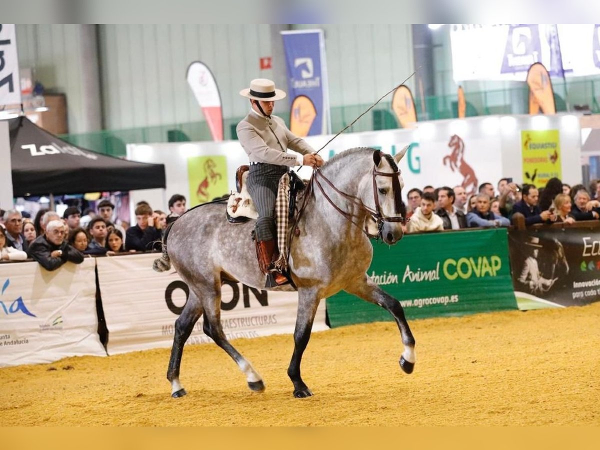 PRE Mix Hengst 5 Jaar 161 cm Schimmel in Sanlucar