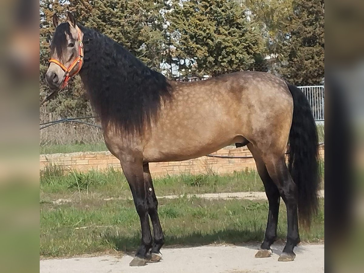 PRE Mix Hengst 5 Jaar 162 cm Buckskin in Badajoz