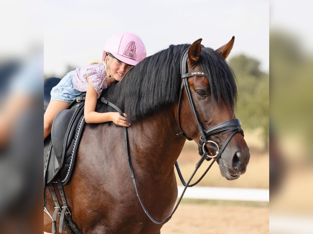 PRE Mix Hengst 5 Jaar 162 cm Donkerbruin in Martfeld